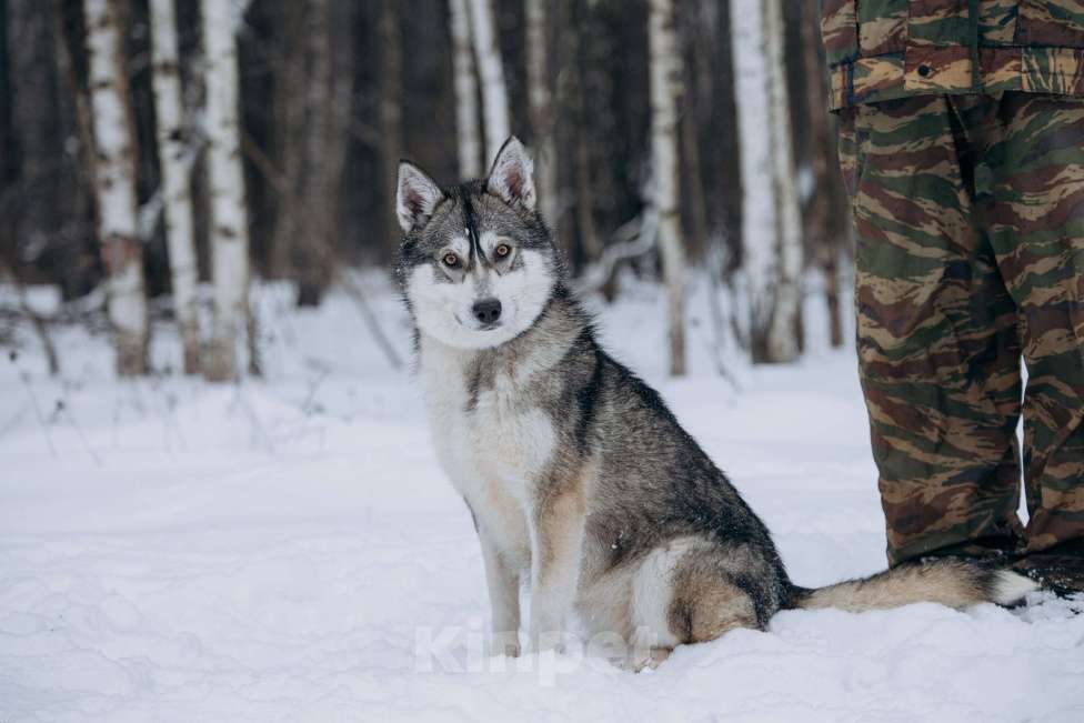 Собаки в Москве: Активная девчонка в поисках дома! Девочка, Бесплатно - фото 3
