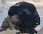 Собаки в Санкт-Петербурге: Девочка акита Девочка, 100 000 руб. - фото 3