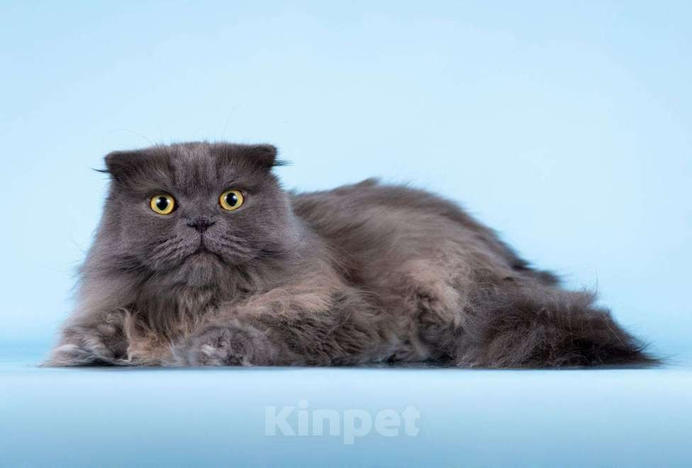 Кошки в Москве: Ласковый кот Помпон в добрые руки Мальчик, Бесплатно - фото 4