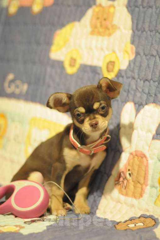 Собаки в Красноярске: Чудо как хороши наши малыши Мальчик, Бесплатно - фото 3