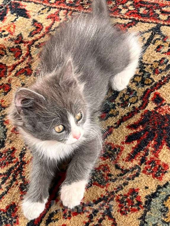 Кошки в Москве: Милые котята Девочка, Бесплатно - фото 9