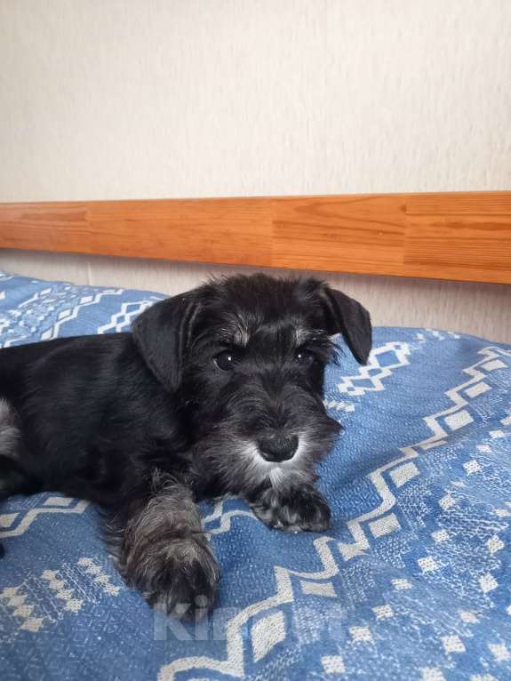 Собаки в Белгороде: Щенки цвергшнауцера Мальчик, Бесплатно - фото 6