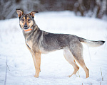 Собаки в Солнечногорске: Собака-компаньон в дар Девочка, Бесплатно - фото 5