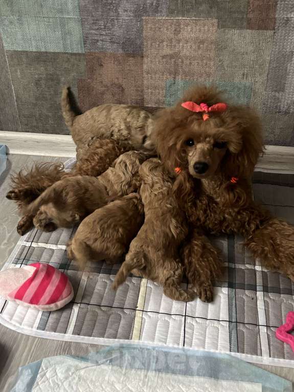 Собаки в Ногинске: Предлагаю щенков той пуделя  Мальчик, 65 руб. - фото 3