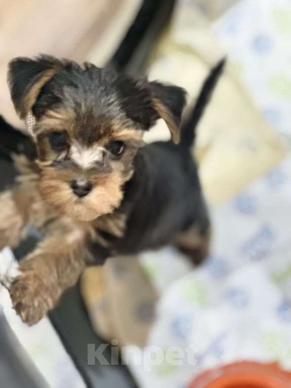 Собаки в Москве: Мини Йорки  Девочка, 18 000 руб. - фото 7