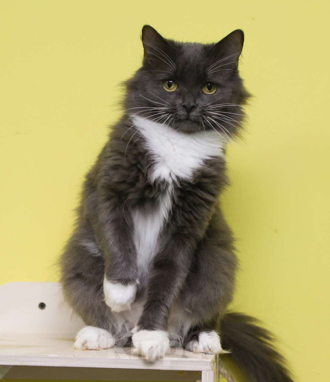 Кошки в Москве: Ты будешь моей мамой? Девочка, Бесплатно - фото 4