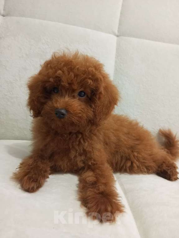 Собаки в Лиски: Той-пудель  Мальчик, 90 000 руб. - фото 3