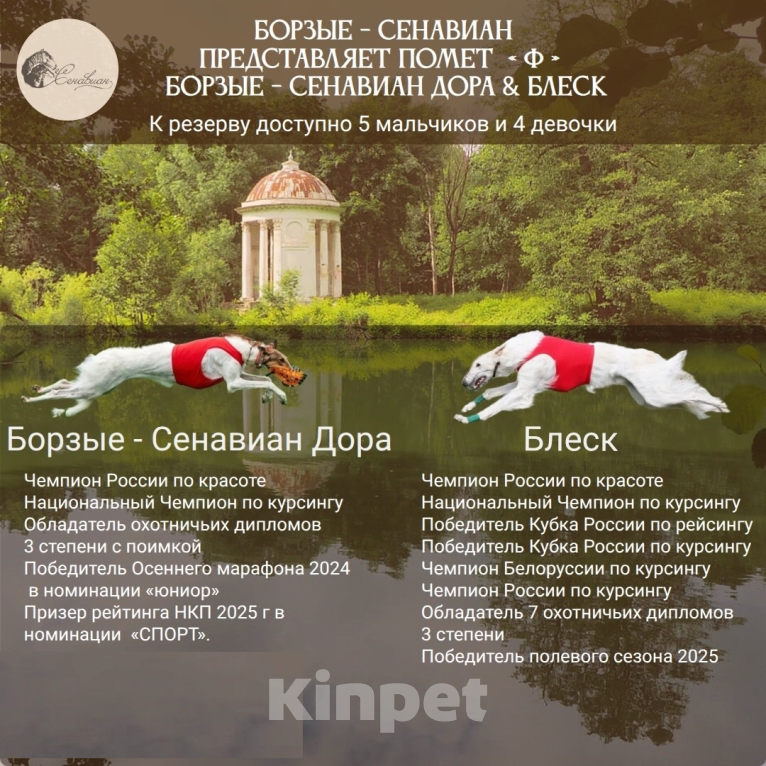Собаки в других городах Тверской области: русская псовая борзая щенки Мальчик, 100 000 руб. - фото 9