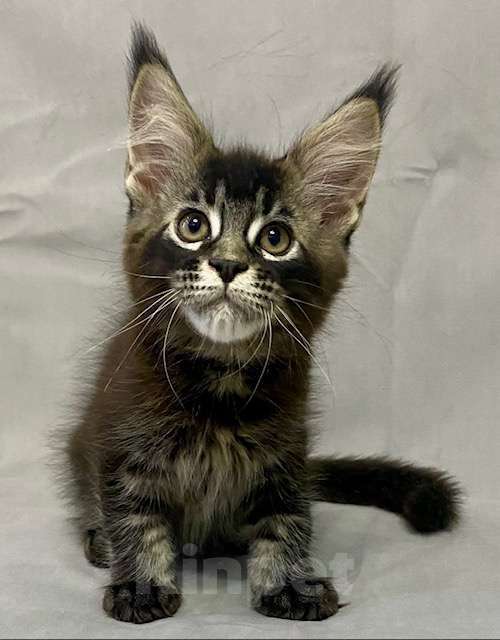 Кошки в Мурманске: Мейн-кун мальчик Мальчик, 50 000 руб. - фото 2