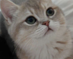 Кошки в Москве: Британсая короткошерстная девочка Девочка, 50 000 руб. - фото 2