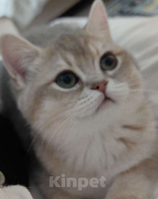 Кошки в Москве: Британсая короткошерстная девочка Девочка, 50 000 руб. - фото 2