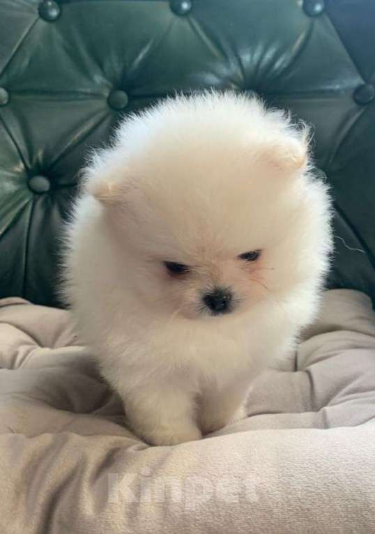 Собаки в Новосибирске: Шпицы Мальчик, 25 000 руб. - фото 4