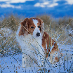 Коикерхондье