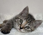 Кошки в Москве: Котенок в добрые руки Девочка, Бесплатно - фото 5