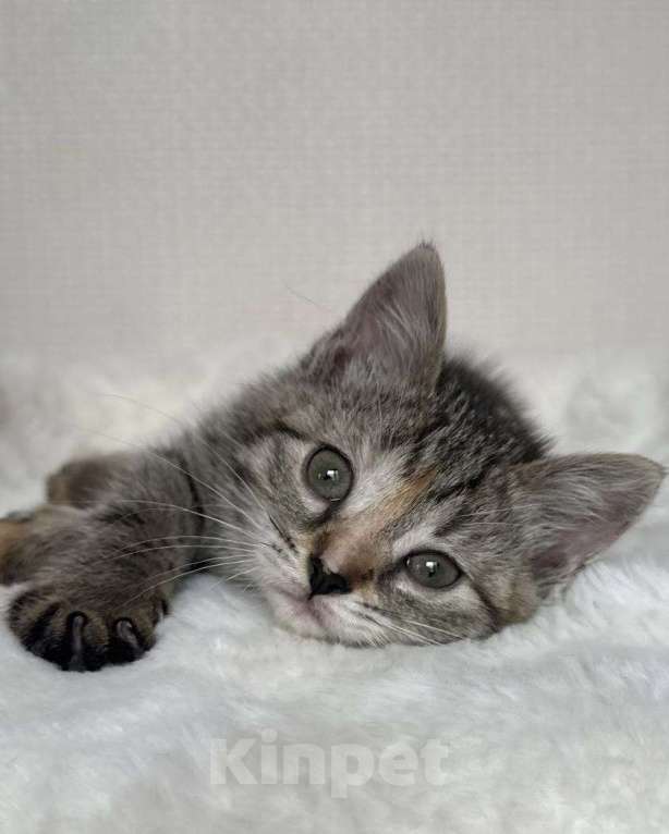 Кошки в Москве: Котенок в добрые руки Девочка, Бесплатно - фото 5