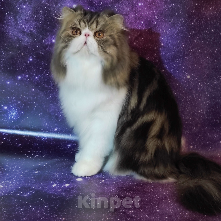 Кошки в Новосибирске: Персидский котик  Мальчик, 50 000 руб. - фото 5