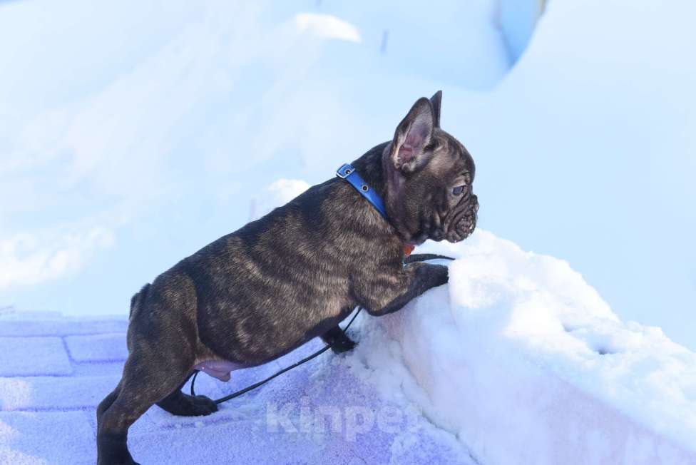 Собаки в Москве: Французский бульдог мальчик тигровый Мальчик, 40 000 руб. - фото 9