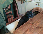 Кошки в Санкт-Петербурге: Котенок Кентаврик черный 3,5 мес. Мальчик, 100 руб. - фото 5