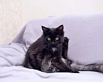 Кошки в Москве: Котенок Филя в добрые руки Мальчик, Бесплатно - фото 5