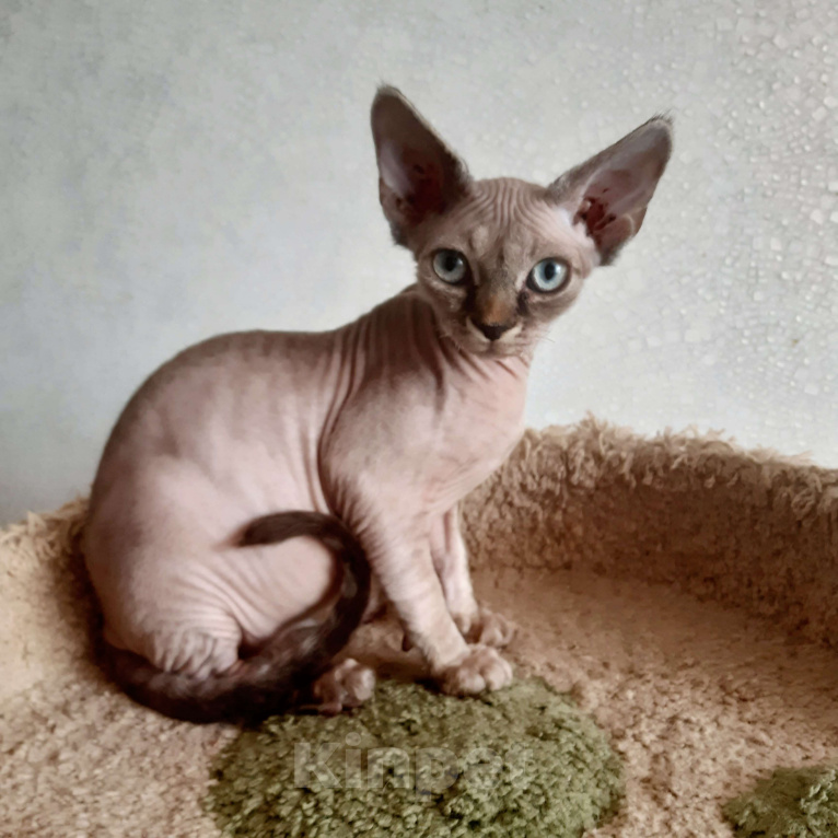 Кошки в Владимире: Мальчик  Девон-Рекс Мальчик, 1 000 руб. - фото 2