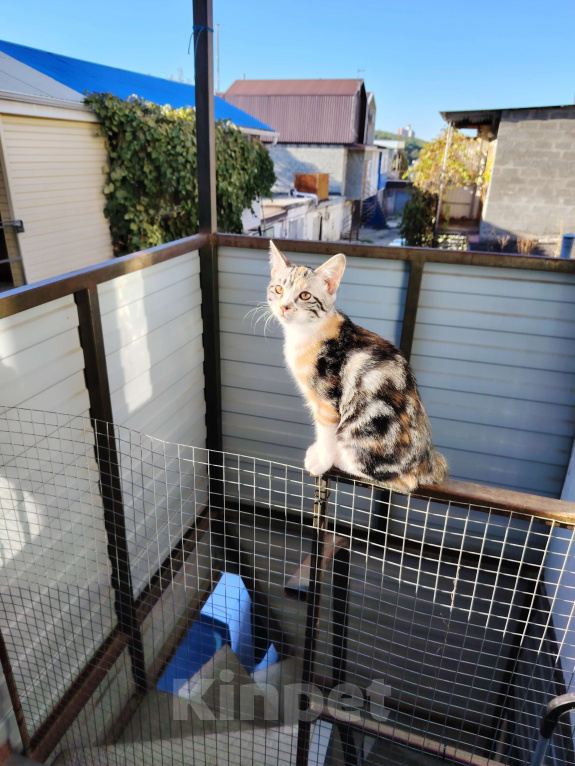 Кошки в других городах Краснодарского края: Очаровательная короткошёрстная кошечка курильский бобтейл  Девочка, 10 000 руб. - фото 1