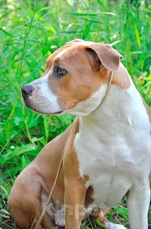 Собаки в Челябинске: американский стаффордширский терьер Девочка, 55 000 руб. - фото 4