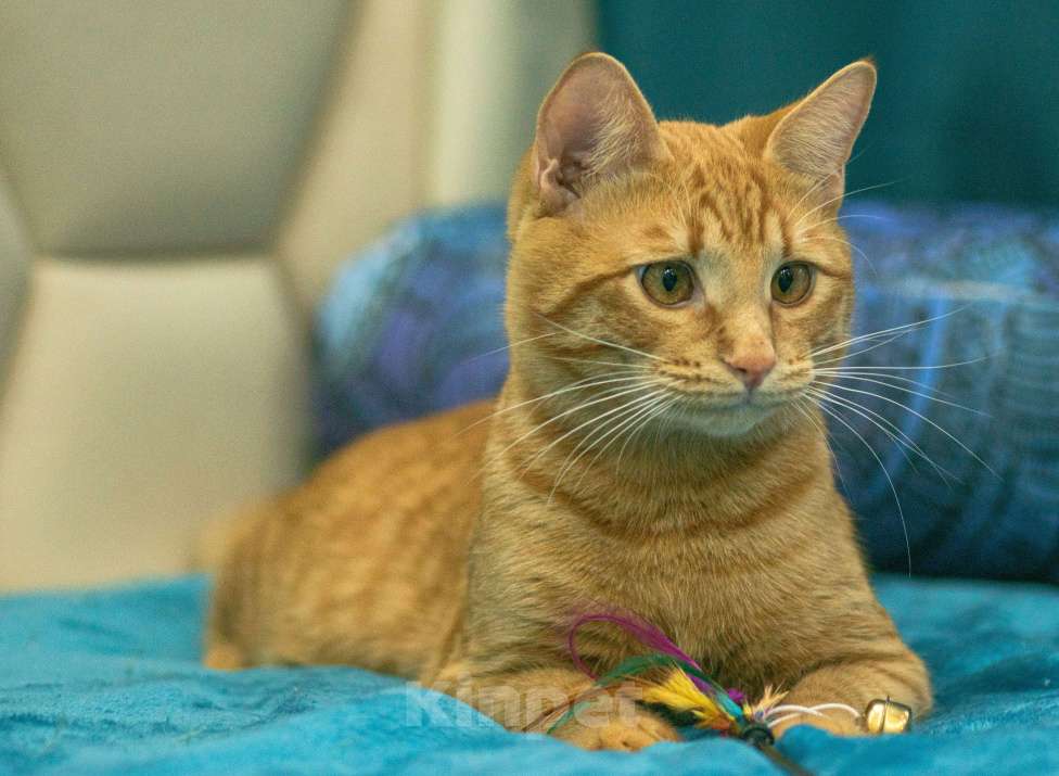 Кошки в Москве: Персей Мальчик, Бесплатно - фото 6