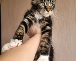 Кошки в Самаре: Мейн кун полидакт Девочка, 30 000 руб. - фото 4