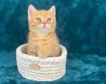 Кошки в Люберцах: Британский котенок Мальчик, 45 000 руб. - фото 4