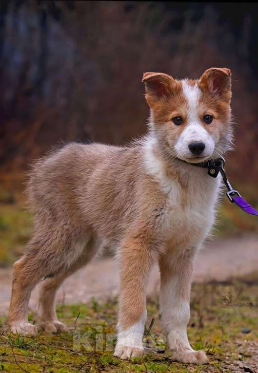 Собаки в Наро-Фоминске: Стефан из ппбж Якутска Мальчик, Бесплатно - фото 4