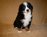 Собаки в других городах Московской области: Бернский зенненхунд Девочка, 120 000 руб. - фото 2