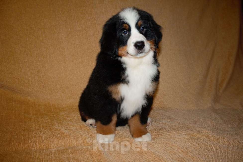 Собаки в других городах Московской области: Бернский зенненхунд Девочка, 120 000 руб. - фото 2