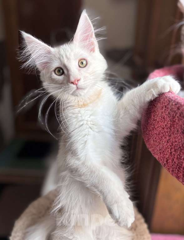 Кошки в Петергофе: Мальчик очень нежного окраса Мальчик, 45 000 руб. - фото 3