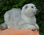 Кошки в Саратове: Шиншилловый котик ns11 ВЯЗКА, 1 000 руб. - фото 1