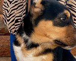 Собаки в Бийске: Кобель САО, чёрно-подпалого окраса, 3 мес. Мальчик, 10 000 руб. - фото 10