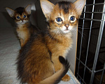 Кошки в Ливны: Очаровательные котята Сомали, 25 000 руб. - фото 2