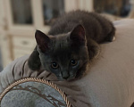 Кошки в Шатуре: Котенок в добрые руки Мальчик, Бесплатно - фото 8