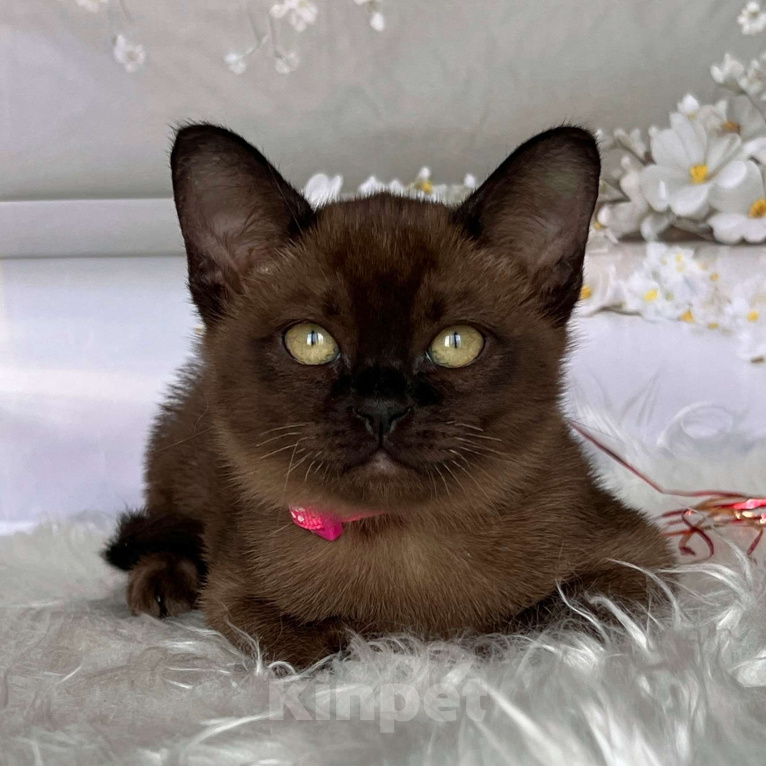 Кошки в Москве: Бурманский котёнок в соболином окрасе, девочка Девочка, 80 000 руб. - фото 4