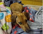Собаки в Краснодаре: Нашел собачку породы такса Девочка, Бесплатно - фото 1