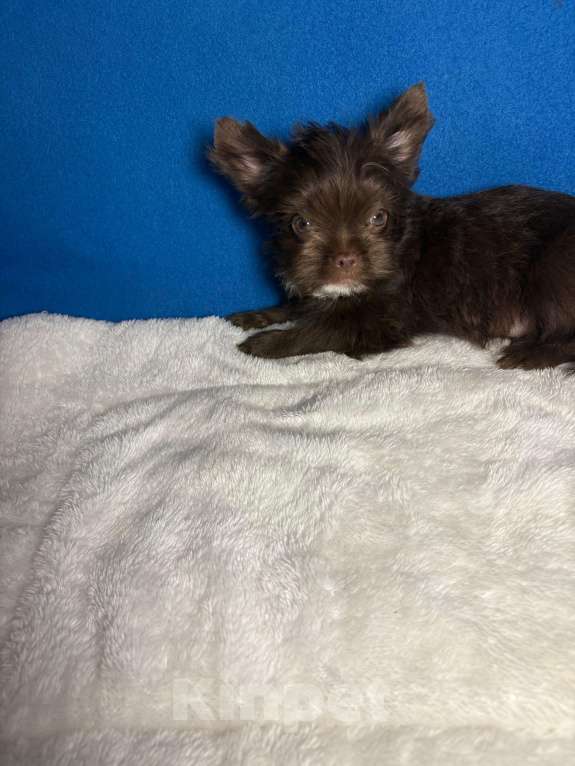 Собаки в Москве: Йоркширский  терьер     Мальчик Мальчик, 20 000 руб. - фото 2