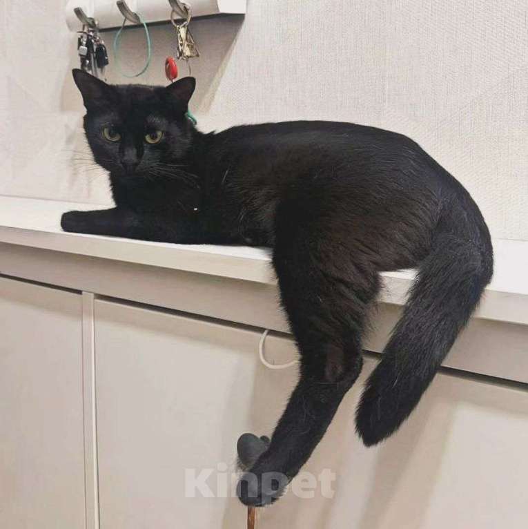 Кошки в Москве: Черная Багира мечтает о доме Девочка, Бесплатно - фото 4