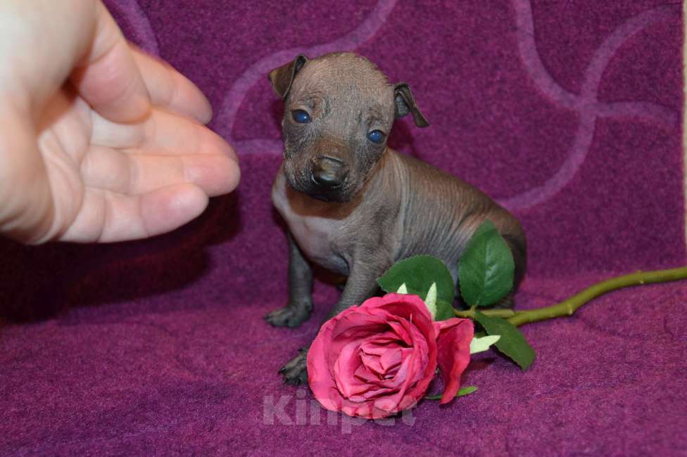 Собаки в Москве: Щенки ксолоитцкуинтли миниатюра Девочка, Бесплатно - фото 2