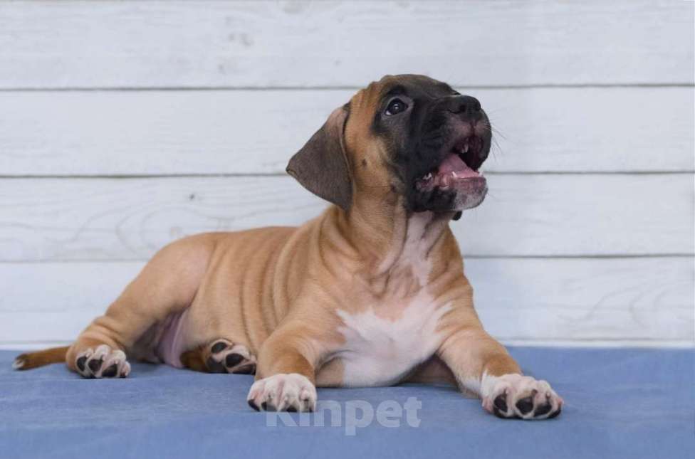 Собаки в Санкт-Петербурге: Ярко рыжая девочка амстаффа Девочка, 1 руб. - фото 2
