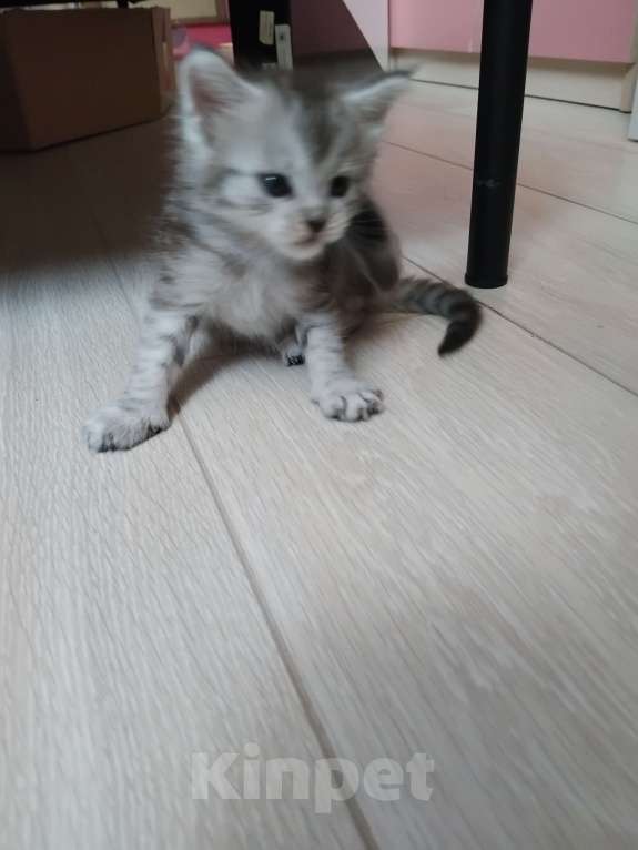 Кошки в Ставрополе: Алмаз  Мальчик, 25 000 руб. - фото 2