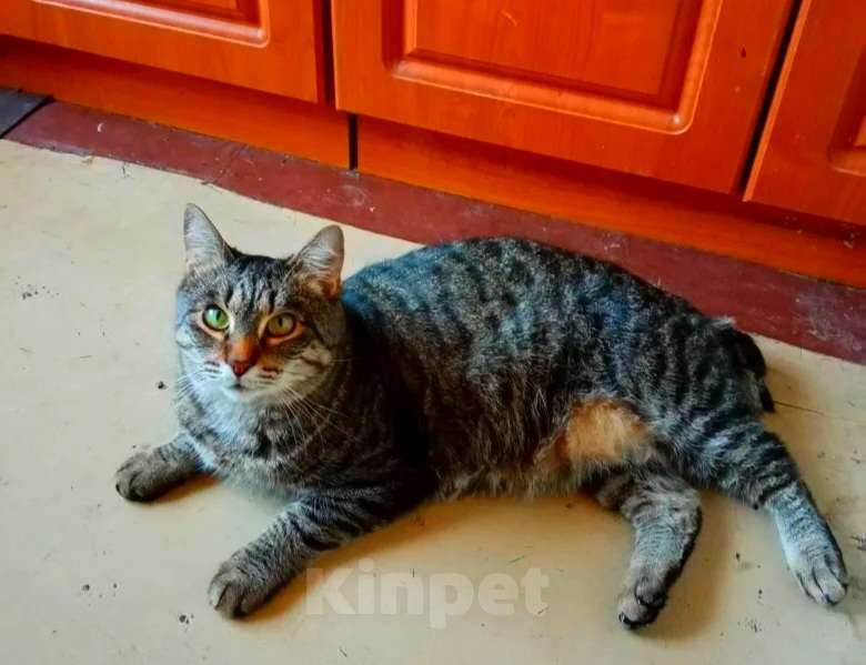 Кошки в Москве: Мишка выброшенный во дворе в дождь Мальчик, Бесплатно - фото 7