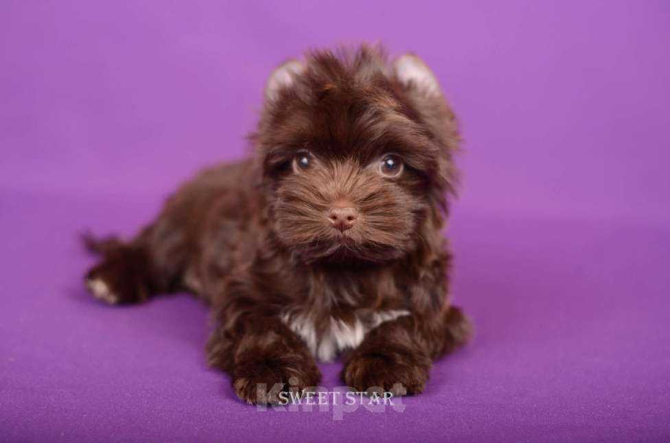 Собаки в Нижнем Новгороде: Мальчик шоколадного йорка Мальчик, 55 000 руб. - фото 3