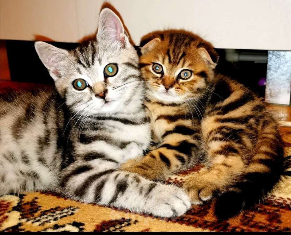 Кошки в Домодедово: Чистокровные шотландские котята  Девочка, 5 000 руб. - фото 1