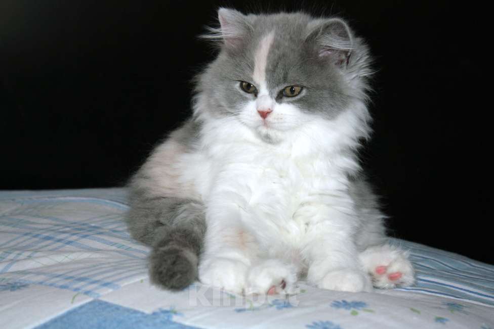 Кошки в Магнитогорске: Продам Шотландских котят 1.5 месяца Мальчик, 5 500 руб. - фото 6