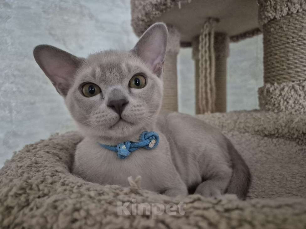Кошки в Краснодаре: Котята европейской бурмы Мальчик, 55 000 руб. - фото 1
