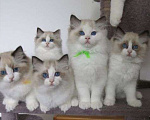 Кошки в Москве: Милейшие котята Девочка, 70 000 руб. - фото 1